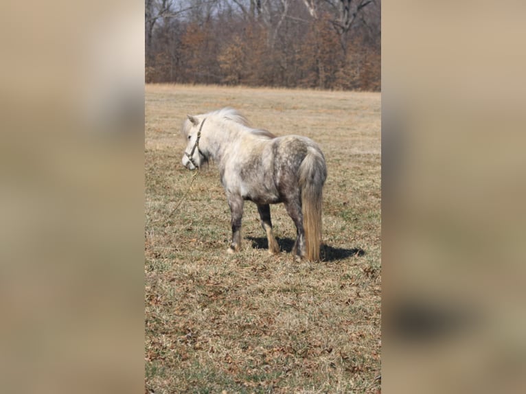 More ponies/small horses Mare 5 years 9,1 hh Gray in Brownstown, IL