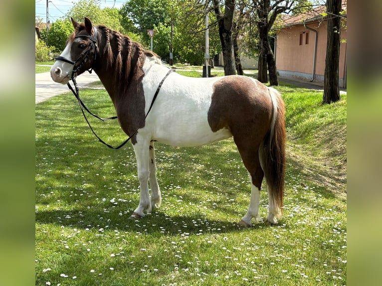 More ponies/small horses Mare 5 years  in Rechnitz