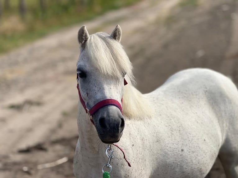 More ponies/small horses Mare 6 years 10,2 hh White in B&#xF3;csa