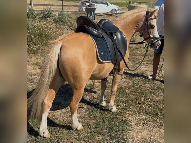 More ponies/small horses Mare 6 years 11.1 hh Palomino in Rechnitz