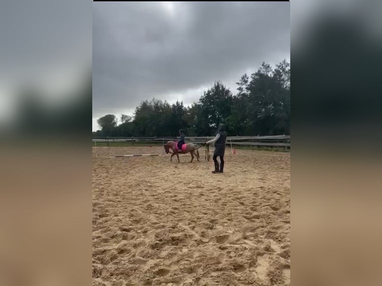 More ponies/small horses Mix Mare 6 years 11 hh in Bunde