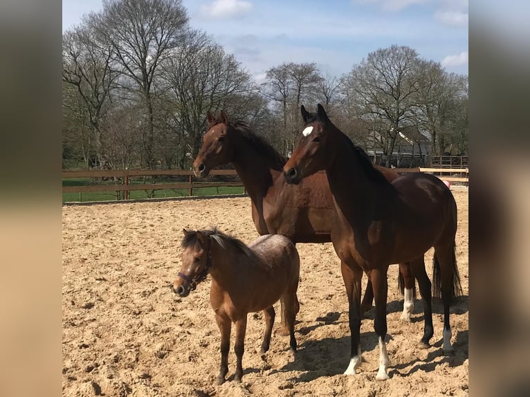 More ponies/small horses Mix Mare 6 years 11 hh in Bunde