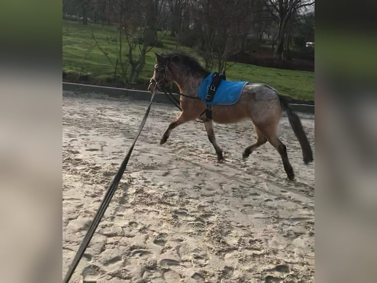 More ponies/small horses Mix Mare 6 years 11 hh in Bunde