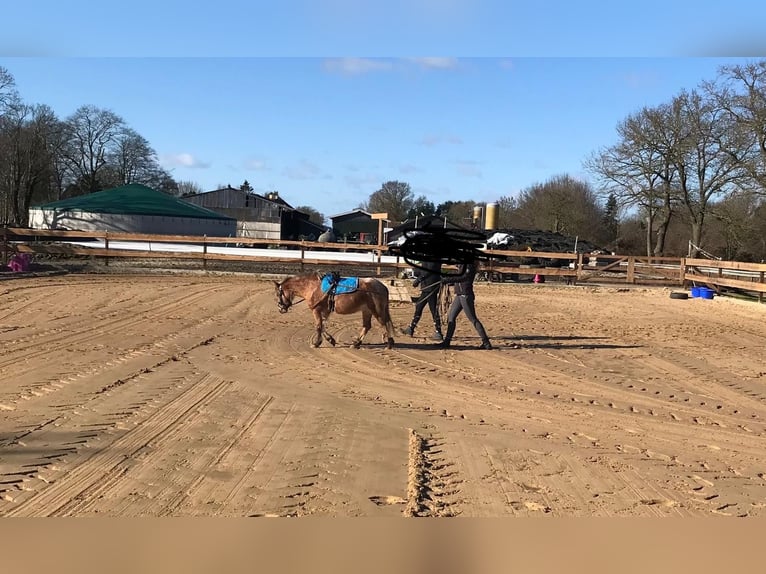 More ponies/small horses Mix Mare 6 years 11 hh in Bunde