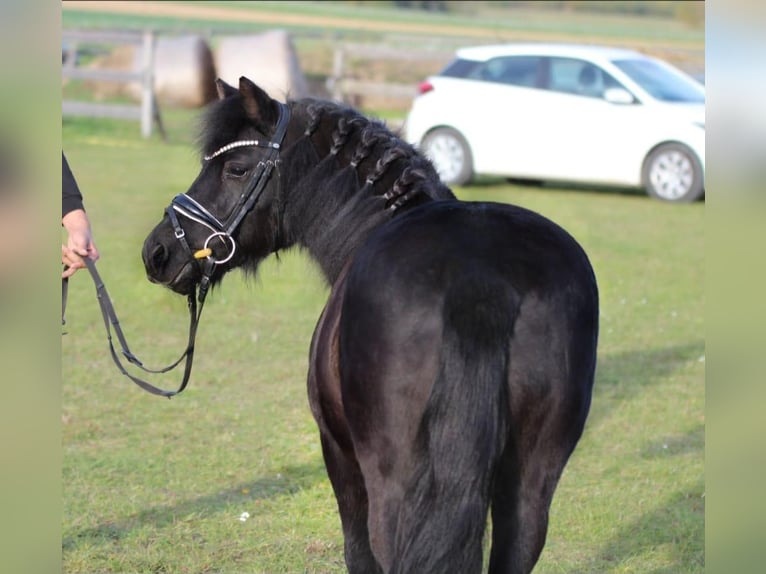 More ponies/small horses Mare 6 years 12,1 hh Black in Rechnitz