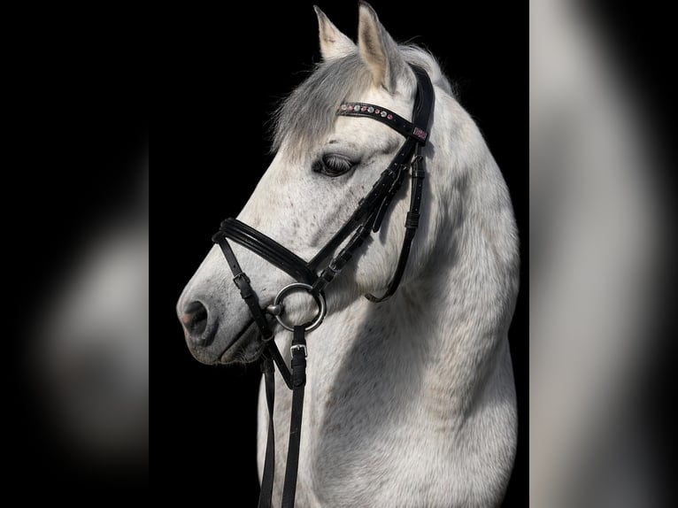More ponies/small horses Mare 6 years 12.2 hh Grey in Isny im Allgäu