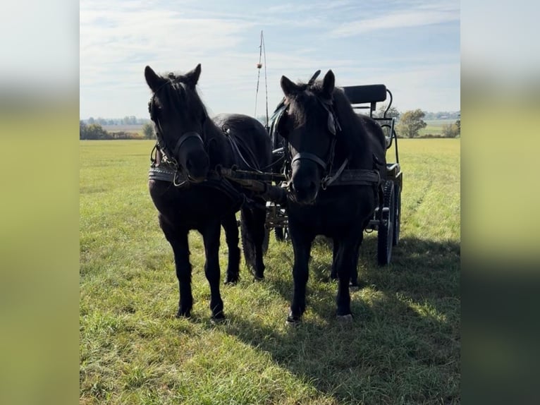 More ponies/small horses Mare 6 years 12,1 hh Black in Rechnitz
