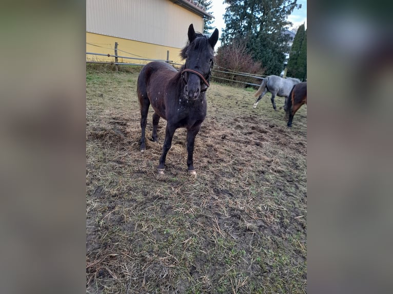 More ponies/small horses Mix Mare 6 years 12,1 hh in Bad Saulgau