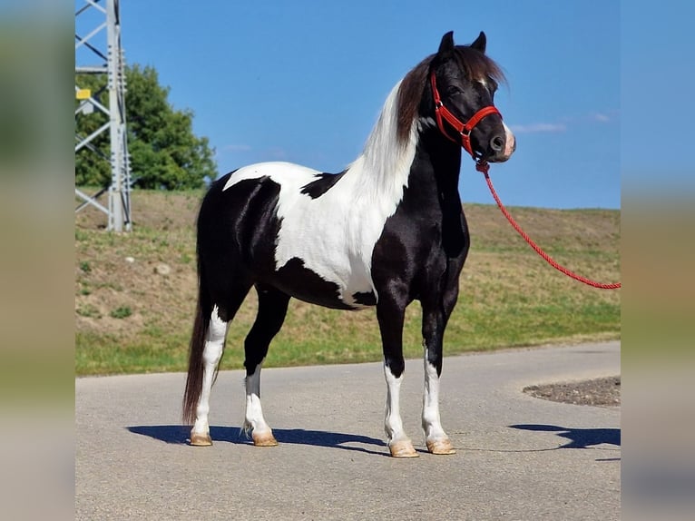 More ponies/small horses Mare 6 years 12,1 hh Pinto in Rechnitz