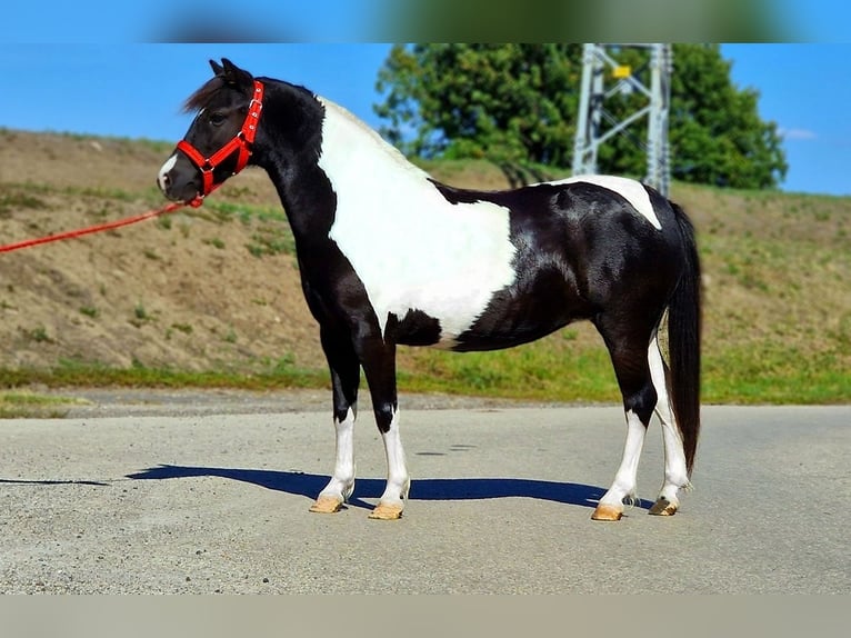 More ponies/small horses Mare 6 years 12,1 hh Pinto in Rechnitz