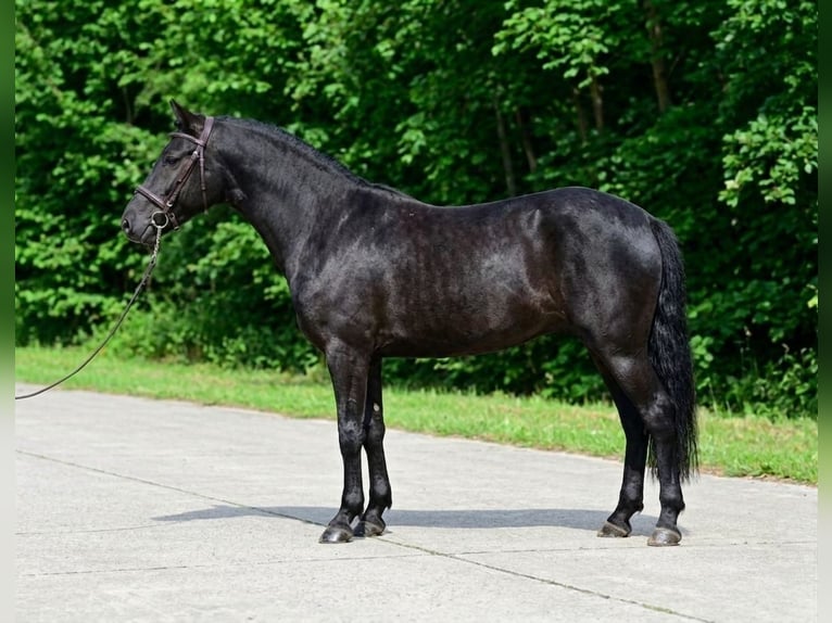 More ponies/small horses Mare 6 years 13.3 hh Black in Kecskemét
