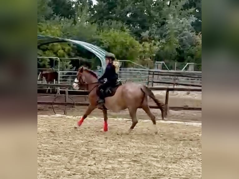 More ponies/small horses Mare 6 years 13.3 hh Roan-Red in Wolfsburg