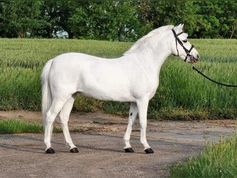 More ponies/small horses Mare 6 years 13,1 hh Gray in Budapest