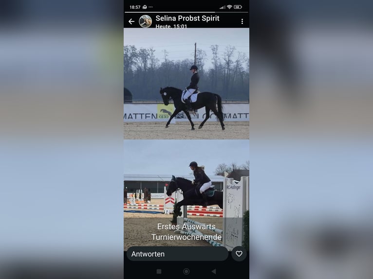 More ponies/small horses Mare 6 years 13,2 hh Black in Marktl