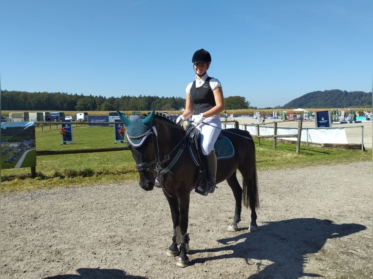 More ponies/small horses Mare 6 years 13,2 hh Black in Marktl