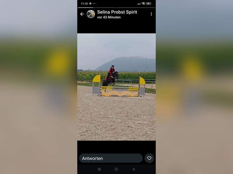 More ponies/small horses Mare 6 years 13,2 hh Black in Marktl