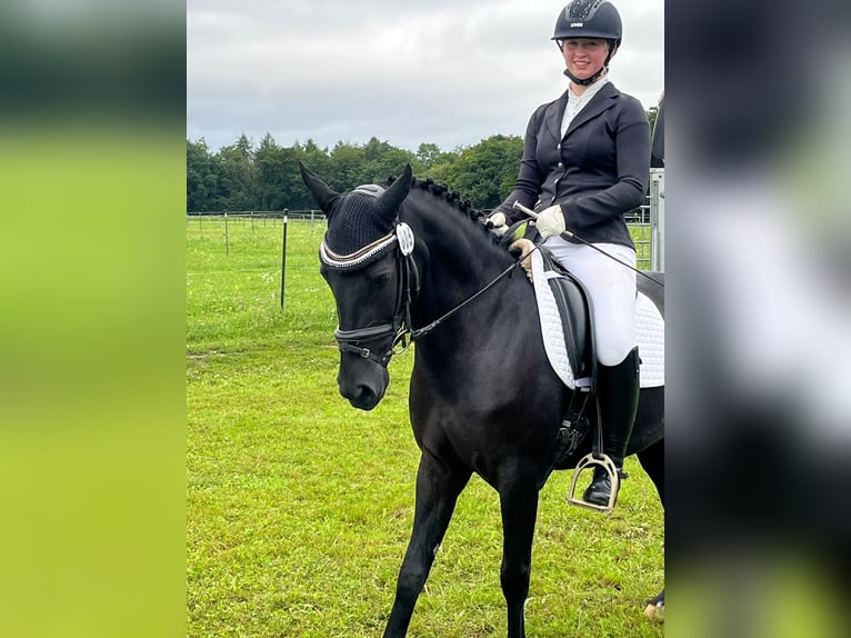 More ponies/small horses Mare 6 years 13,2 hh Black in Marktl