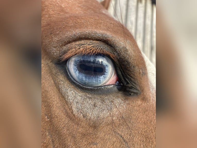 More ponies/small horses Mare 6 years 13,3 hh Roan-Red in Wolfsburg