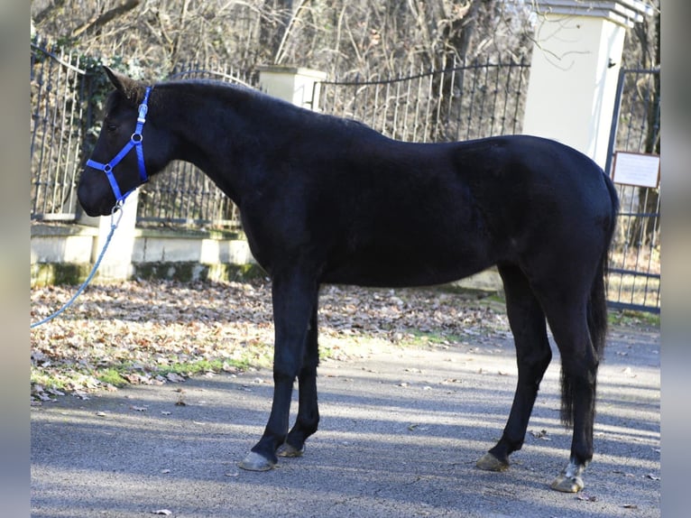 More ponies/small horses Mare 6 years 14,2 hh Black in Debrecen