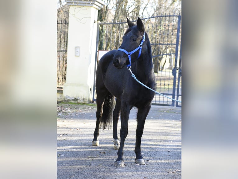 More ponies/small horses Mare 6 years 14,2 hh Black in Debrecen