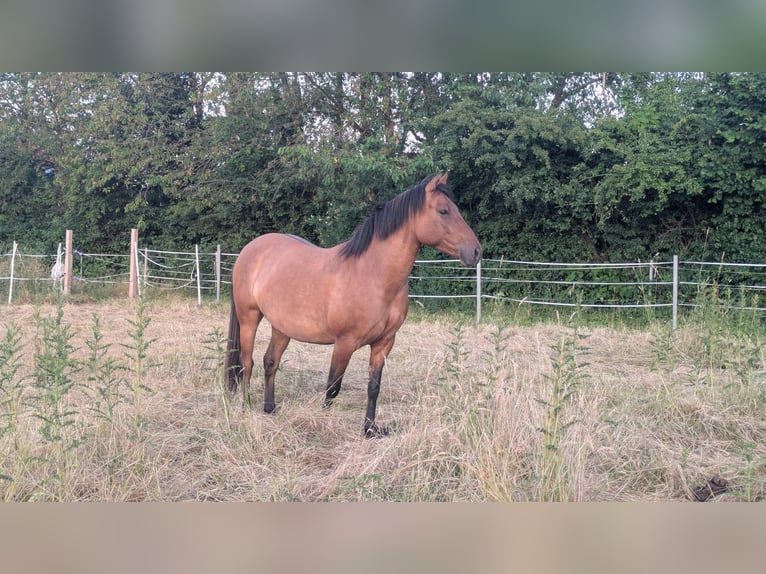 More ponies/small horses Mix Mare 6 years 14 hh Brown-Light in Arnsberg