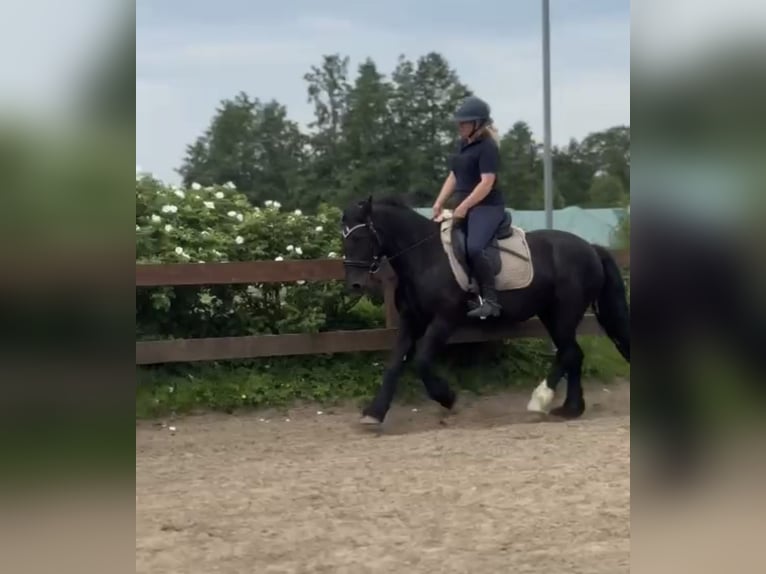 More ponies/small horses Mare 6 years 14,1 hh Black in Blekendorf
