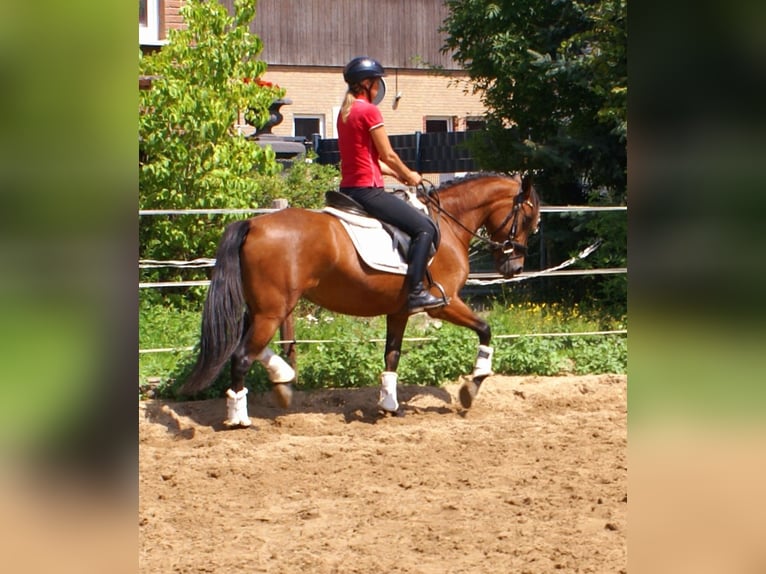 More ponies/small horses Mare 6 years 14,1 hh Brown in Velpke