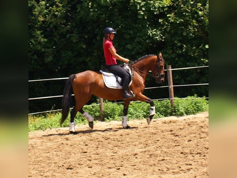 More ponies/small horses Mare 6 years 14,1 hh Brown in Velpke