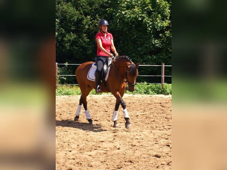 More ponies/small horses Mare 6 years 14,1 hh Brown in Velpke