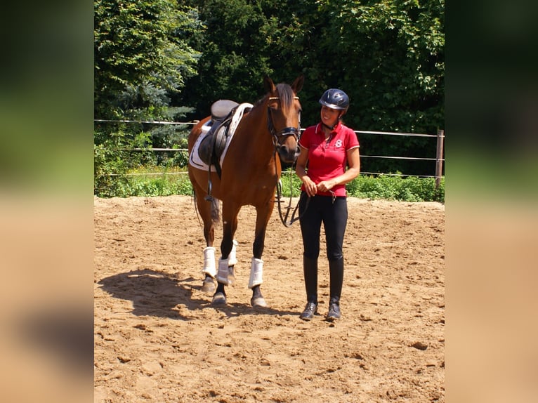 More ponies/small horses Mare 6 years 14,1 hh Brown in Velpke