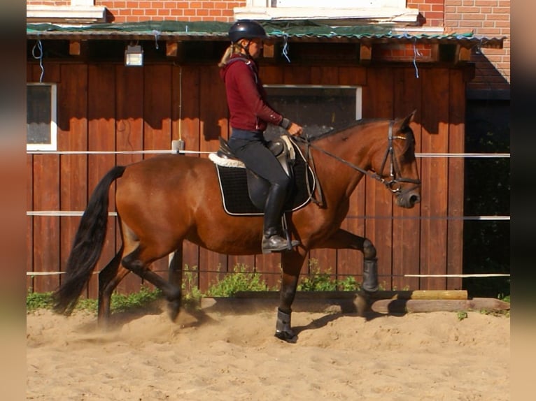 More ponies/small horses Mare 6 years 14,1 hh Brown in Velpke