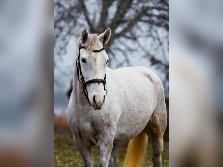 More ponies/small horses Mare 6 years 14,1 hh Grey in Békéscsaba