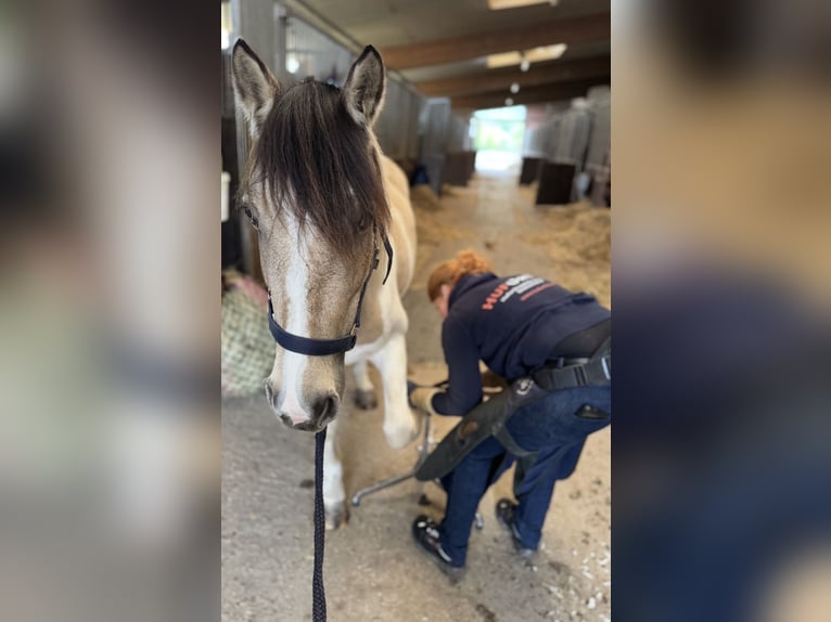 More ponies/small horses Mare 6 years 14,1 hh Pinto in Neuss