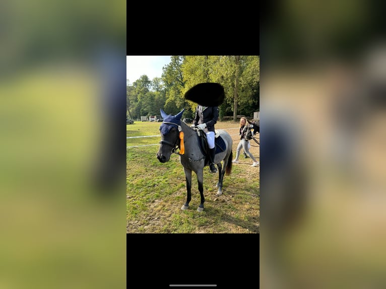 More ponies/small horses Mare 6 years 14,1 hh Roan-Blue in K&#xF6;nigsbach-Stein