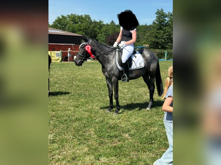 More ponies/small horses Mare 6 years 14,1 hh Roan-Blue in K&#xF6;nigsbach-Stein