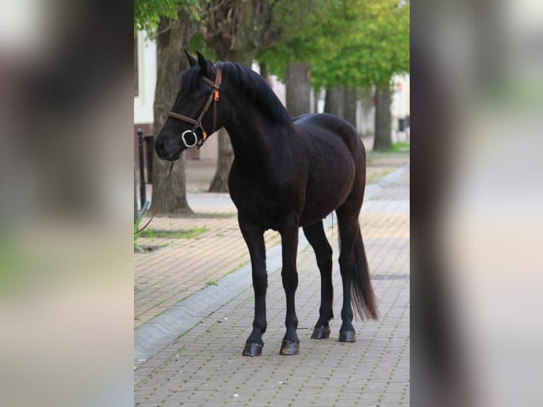 More ponies/small horses Mare 6 years 14,2 hh Black in Debrecen