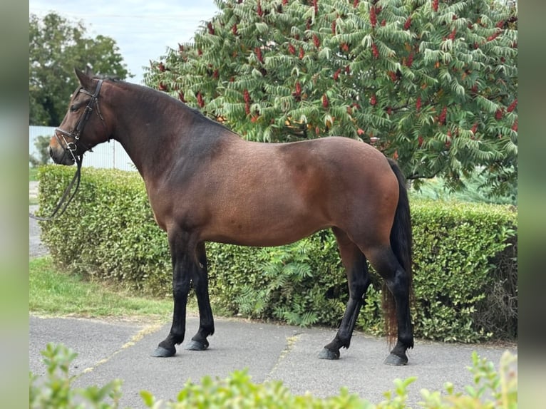 More ponies/small horses Mare 6 years 14,2 hh Brown in B&#xE9;k&#xE9;s