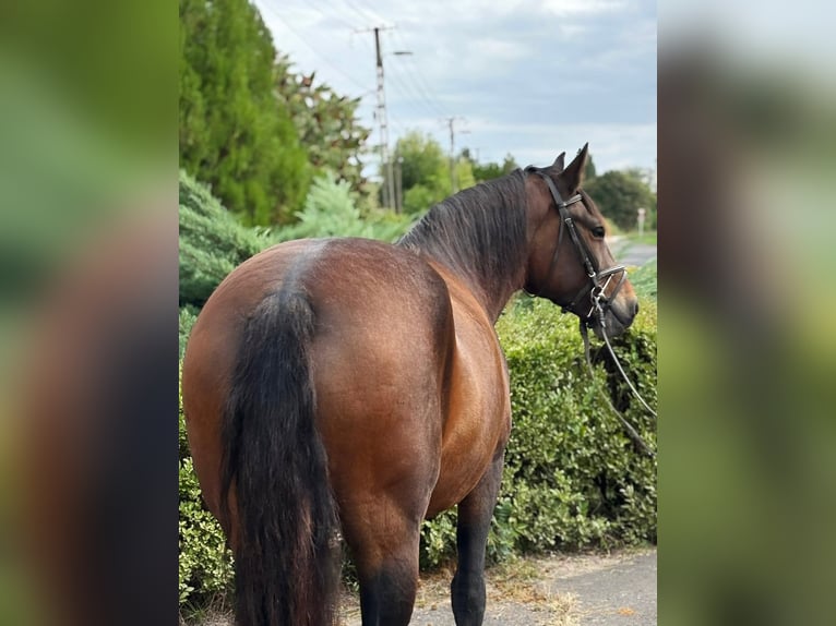 More ponies/small horses Mare 6 years 14,2 hh Brown in B&#xE9;k&#xE9;s