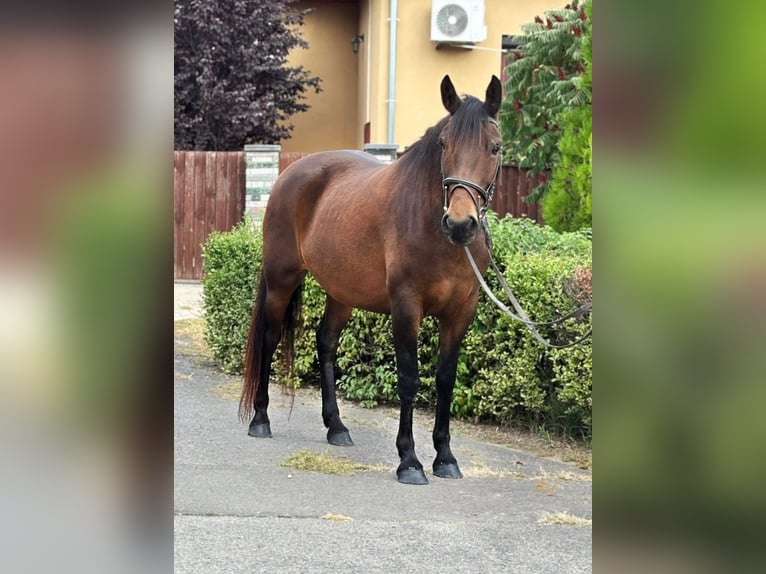 More ponies/small horses Mare 6 years 14,2 hh Brown in B&#xE9;k&#xE9;s