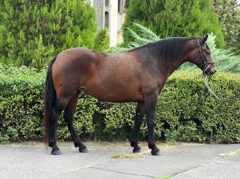 More ponies/small horses Mare 6 years 14,2 hh Brown in B&#xE9;k&#xE9;s