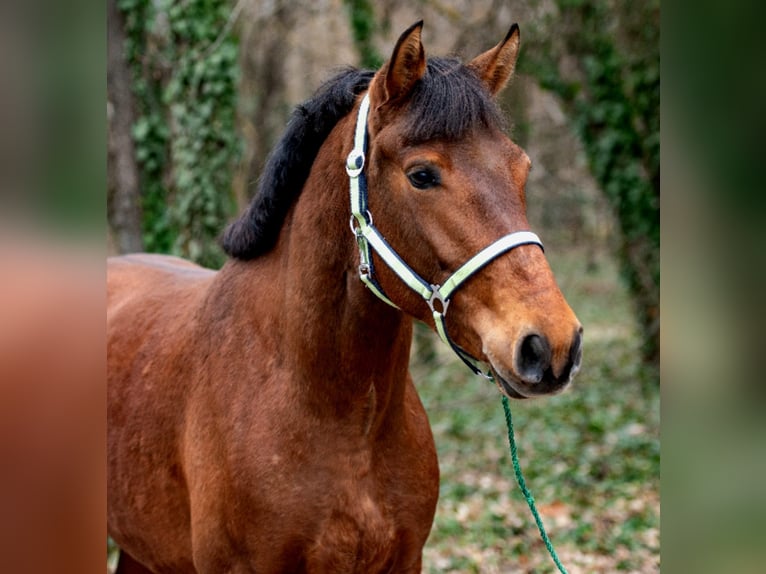 More ponies/small horses Mare 6 years 14,2 hh Brown in Békéscsaba