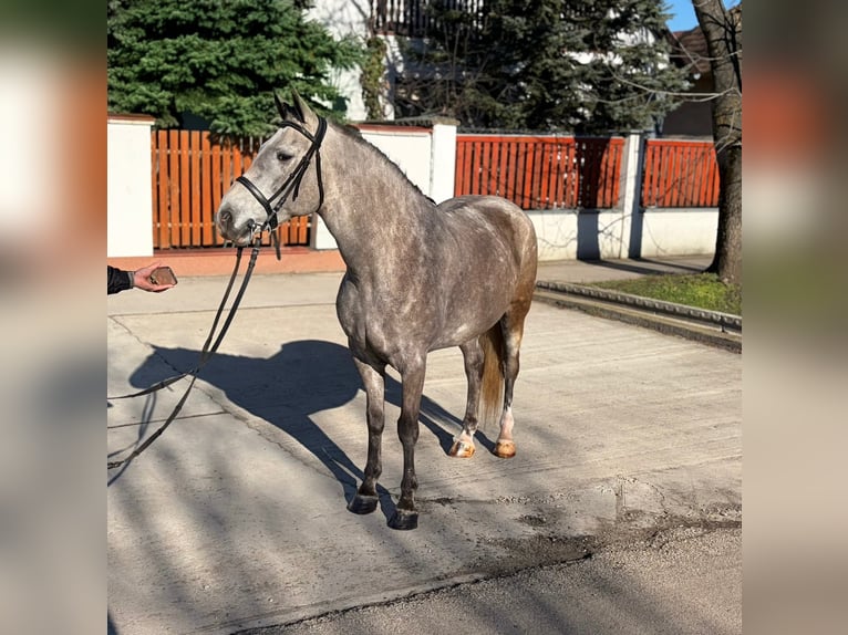 More ponies/small horses Mare 6 years 14,2 hh Grey-Dapple in Békéscsaba