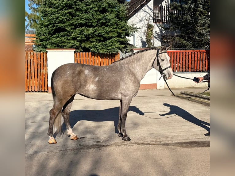 More ponies/small horses Mare 6 years 14,2 hh Grey-Dapple in Békéscsaba
