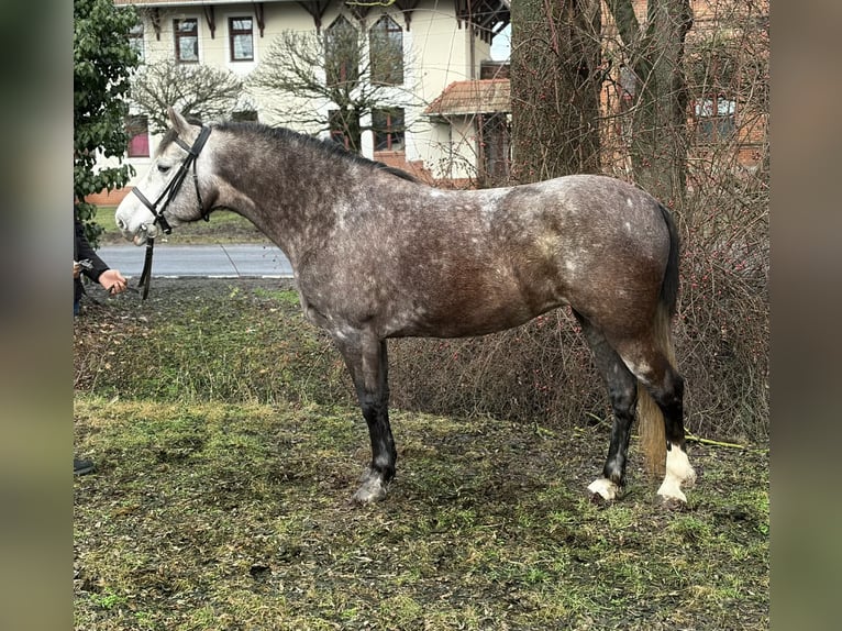 More ponies/small horses Mare 6 years 14,2 hh Grey-Dapple in Békéscsaba