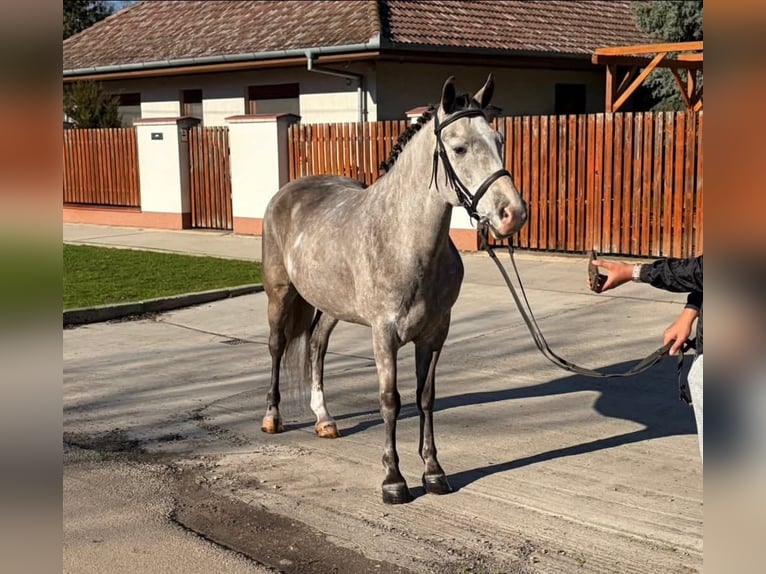More ponies/small horses Mare 6 years 14,2 hh Grey-Dapple in Békéscsaba