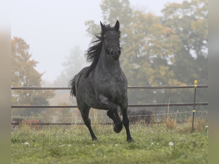 More ponies/small horses Mare 6 years 14,2 hh Roan-Blue in Pastetten