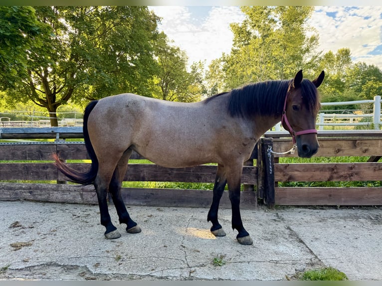 More ponies/small horses Mix Mare 6 years 14,3 hh Dun in Bürstadt More ponies/small horses Mix Mare 6 years 14,3 hh Dun in Bürstadt
