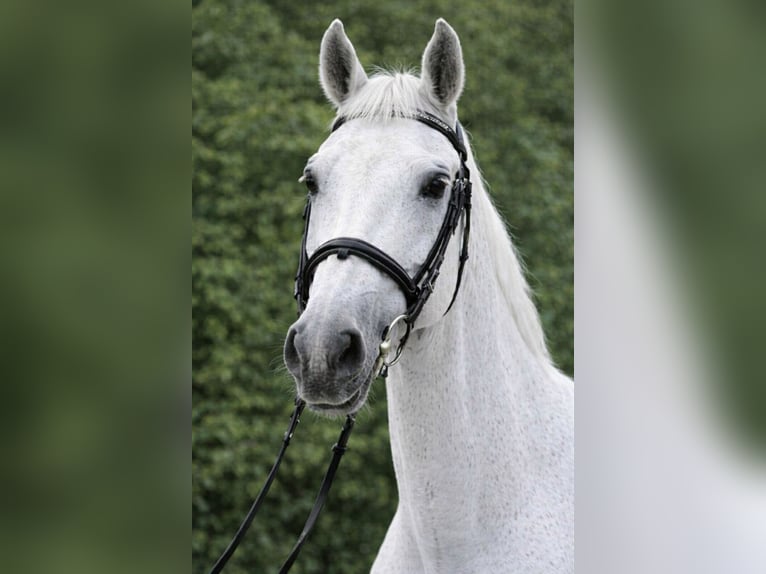 More ponies/small horses Mare 6 years 14,3 hh Grey in Mezőtúr