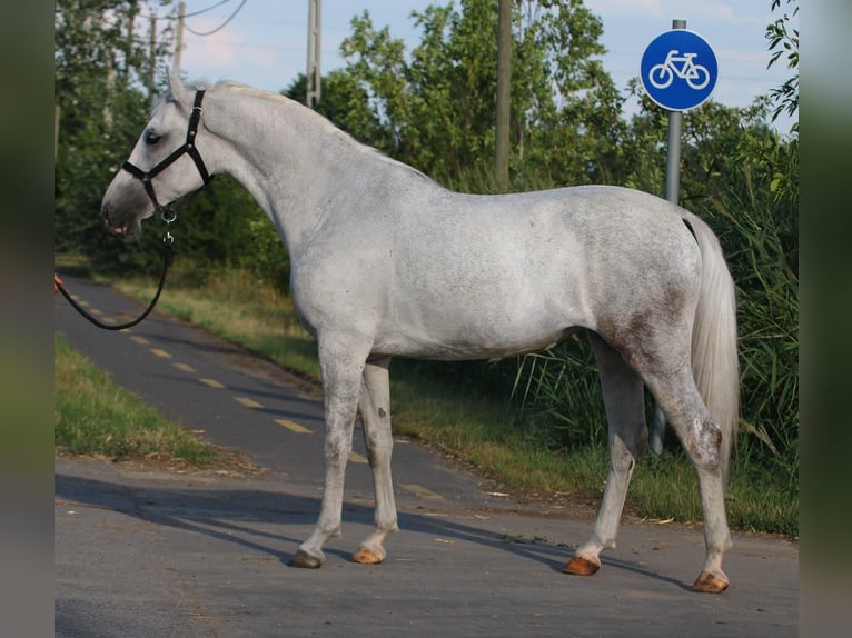 More ponies/small horses Mare 6 years 15,1 hh Grey in Gyula