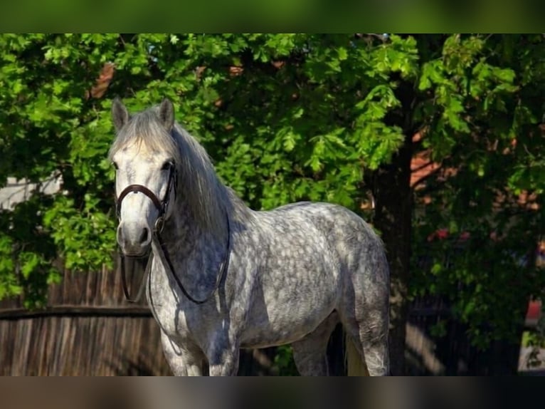 More ponies/small horses Mare 6 years 15,1 hh Grey-Dapple in Békéscsaba